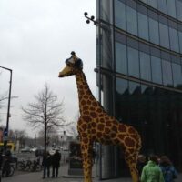 Giraffe