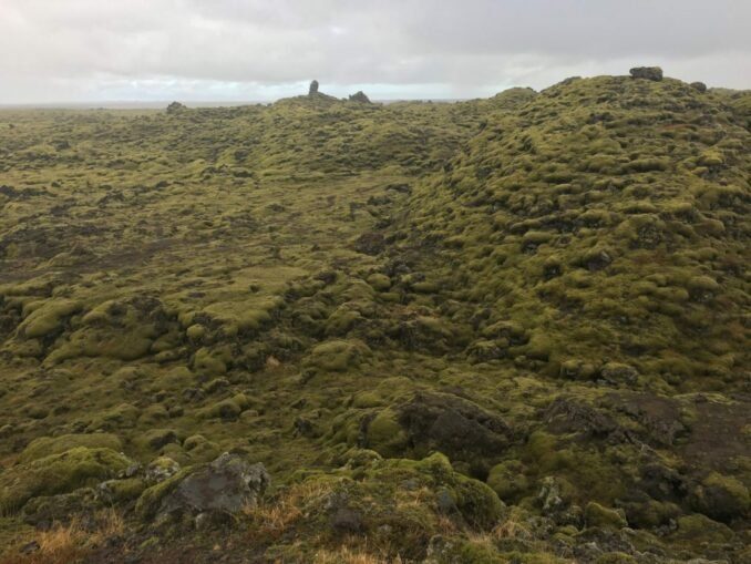 Skaftáreldahraun - Moos auf Lava