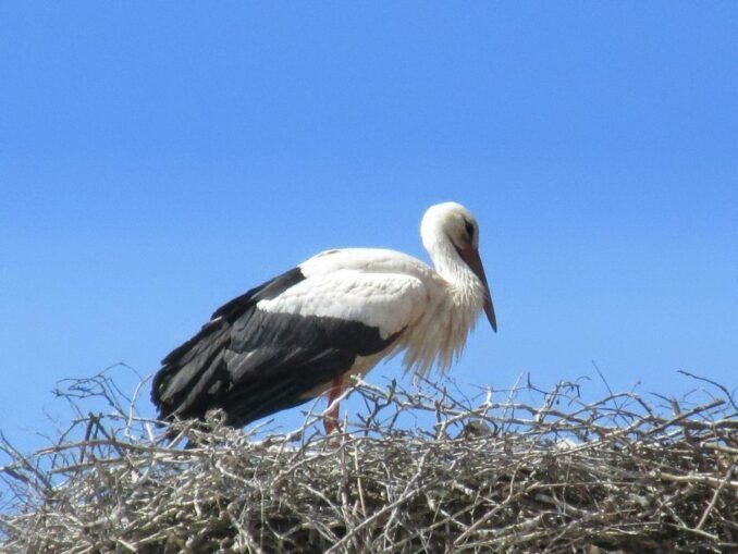 Der Storch ist das Symbol für das Elsaß