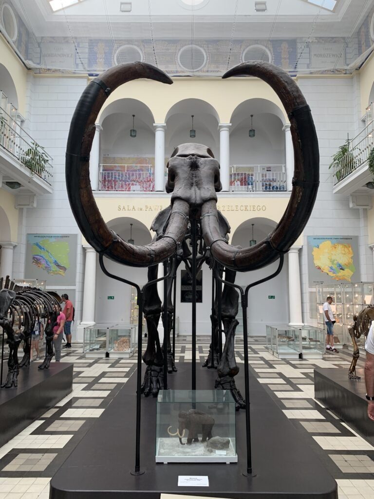 Mammut im Museum