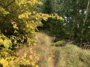 Wolfsschanze: Bäume auf dem Bunker