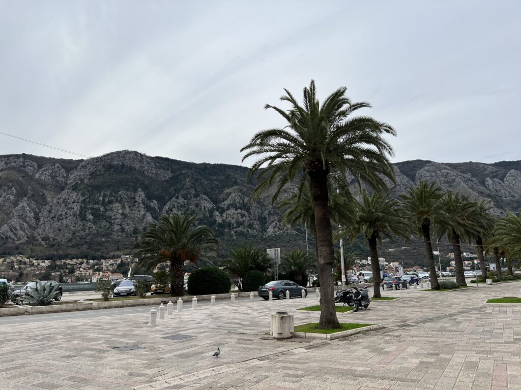 Montenegro: Palmen in Kotor