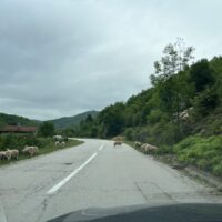 Tierische Verkehrsteilnehmer (BiH)