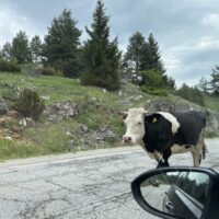 Und wieder tierische Verkehrsteilnehmer (BiH)